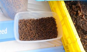 Solar Cooling and Drying 